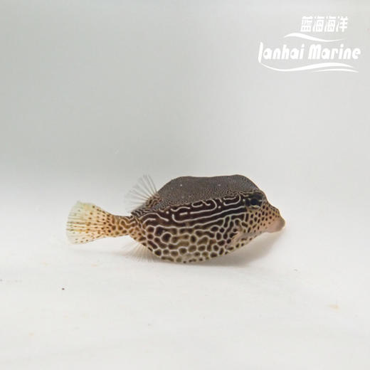 花木瓜 母 会放毒 商品图3