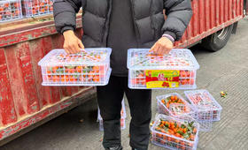 预定团28.8元1筐广西砂糖橘中大果毛重约8斤左右（2.5-2.6提货）