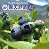 露天花香蓝莓 商品缩略图5