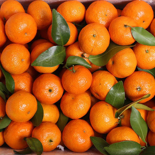 【9斤超值！正宗广西沙糖桔】一口咬下去，满嘴果香，好吃到停不下来！薄皮桔子砂糖橘小橘子新鲜包邮甜整箱柑橘当季水果 商品图2