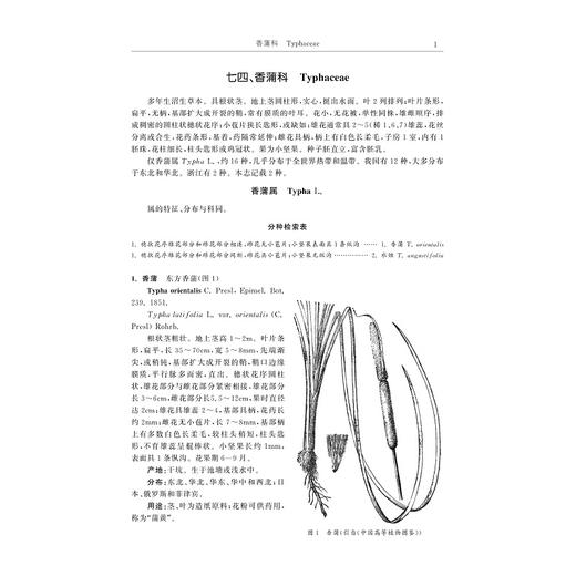 清凉峰草本植物志（第三卷）/金孝锋 程樟峰 徐跃良 主编/浙江大学出版社 商品图1