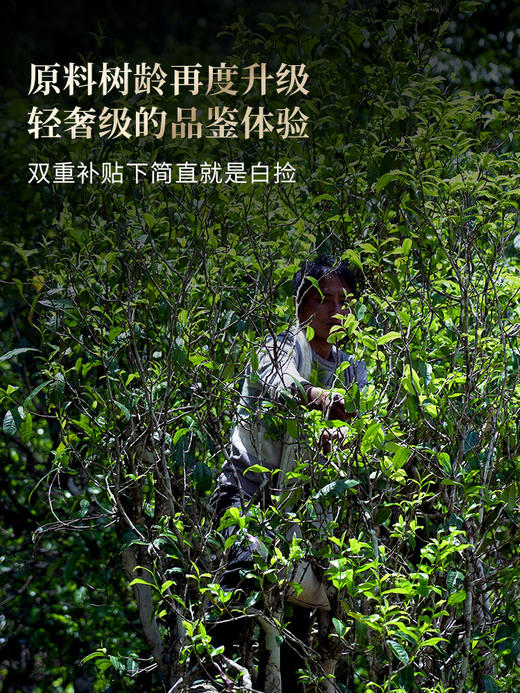 【最后20个名额】【重磅福利】【冰岛】2026年春茶预售升级款重磅震撼来袭 ! 开年就是冰岛味 ！冰岛老寨占比高达50%高额补贴引爆春茶预售！200克单饼卡盒装 拍5发6 拍20发25 商品图8