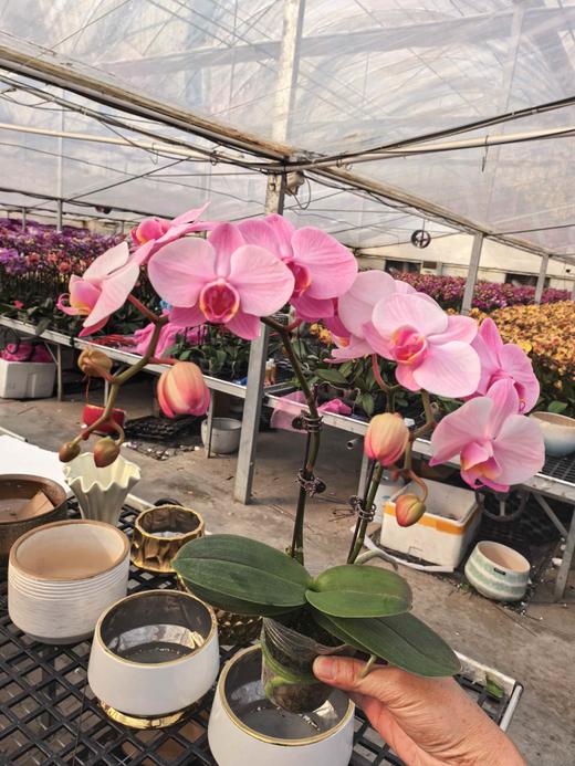 马卡龙蝴蝶兰盆栽单支3.0杯 商品图6