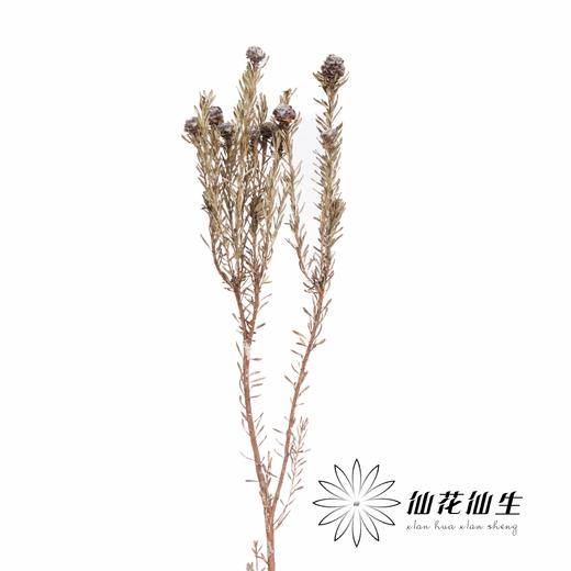 永生花 | 乌龟果 商品图3