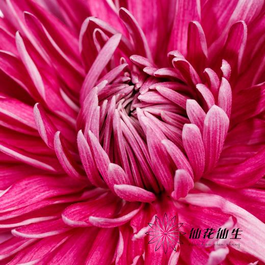 小菊 | 大头菊D457【新品测试，可能染色不均匀，折痕瑕疵不售后，介意慎拍】 商品图3