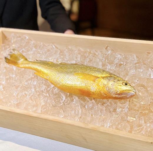 【浙江舟山海捕】东海新鲜速冻大黄鱼300-350g/条*2条 商品图1