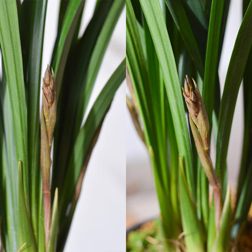 “兰花之乡”翁源精品国兰， 八款风雅品种， 兰花场直发，带盆发货，30天不活包赔【G】 商品图5