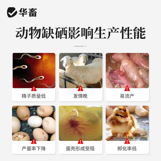 华畜兽用 酵母硒VE250g 维生素e饲料添加剂 特添加有机硒 提高发情率 增加产仔头数 商品图1