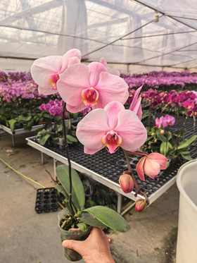 马卡龙蝴蝶兰盆栽单支3.0杯