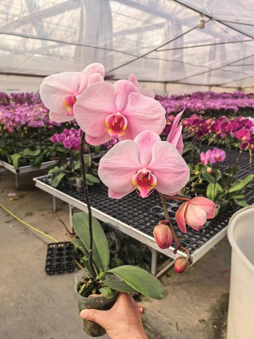 马卡龙蝴蝶兰盆栽单支3.0杯 商品图0