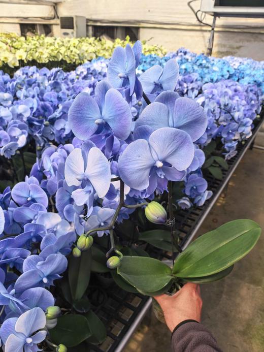 马卡龙蝴蝶兰盆栽单支3.0杯 商品图7