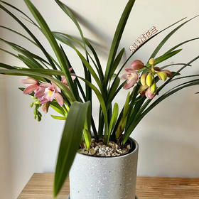 “兰花之乡”翁源精品国兰， 八款风雅品种， 兰花场直发，带盆发货，30天不活包赔【G】