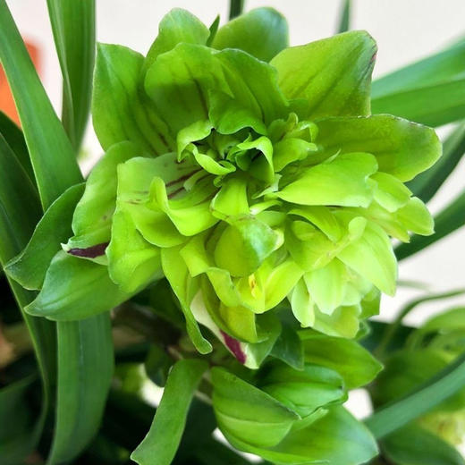 “兰花之乡”翁源精品国兰， 八款风雅品种， 兰花场直发，带盆发货，30天不活包赔【G】 商品图4