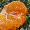 这才是真“春见”！“晚熟的”春见耙耙柑“晚熟”的原因是没有过多人工干预，遵循自然，这是一份有健康滋味的耙耙柑！放几天更好吃~ 商品缩略图0