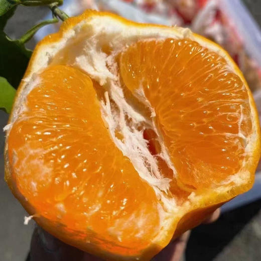 招财猫春见家庭装（大框）毛重12斤 商品图0