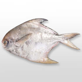 【团圆昌盛】大乌鲳鱼 400-500g1条 肉厚刺少 家宴压轴