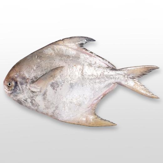 【团圆昌盛】大乌鲳鱼 400-500g1条 肉厚刺少 家宴压轴 商品图0