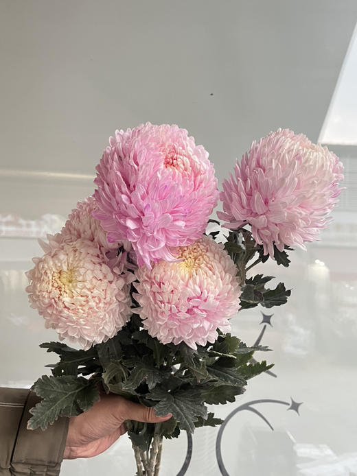 马来西亚-【牡丹菊】浅粉 商品图2