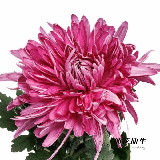 小菊 | 大头菊D457【新品测试，可能染色不均匀，折痕瑕疵不售后，介意慎拍】 商品图2