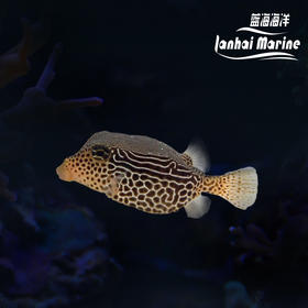 花木瓜 母 会放毒