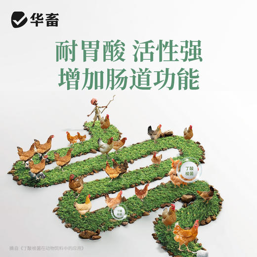 华畜腺胃康100g 家禽腺胃炎 耐胃酸改善肠道环境 商品图2