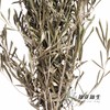 永生花材 | 橄榄叶 商品缩略图2