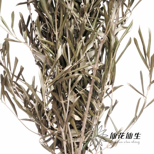 永生花材 | 橄榄叶 商品图2