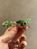6311901，知了胸针。具体价格微信咨询 商品缩略图2