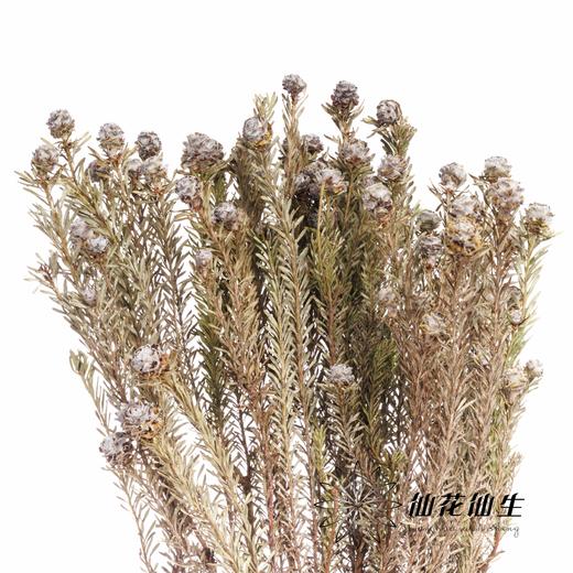 永生花 | 乌龟果 商品图2