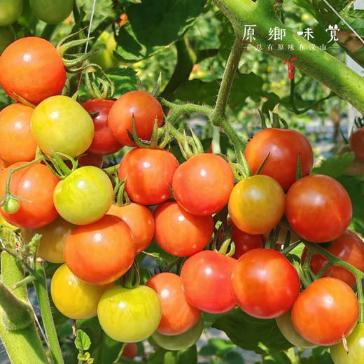 生态樱桃小番茄（基地直发-顺丰包邮）| 3斤/件，来自福建福州，生产者：魏长【合作生产，公平贸易】 商品图12