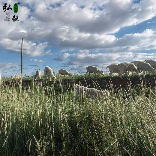 【弘毅六不用生态农场】六不用 宁夏滩羊 羔羊肉 5斤/份 商品图6