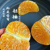 阳光一号桔柚 皮薄多汁鲜甜现摘先发 商品缩略图3