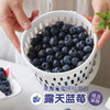 露天花香蓝莓 商品缩略图3