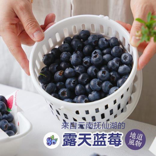 露天花香蓝莓 商品图3