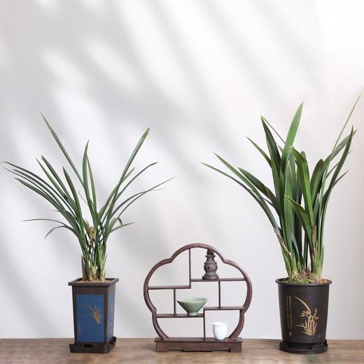 “兰花之乡”翁源精品国兰， 八款风雅品种， 兰花场直发，带盆发货，30天不活包赔【G】 商品图2