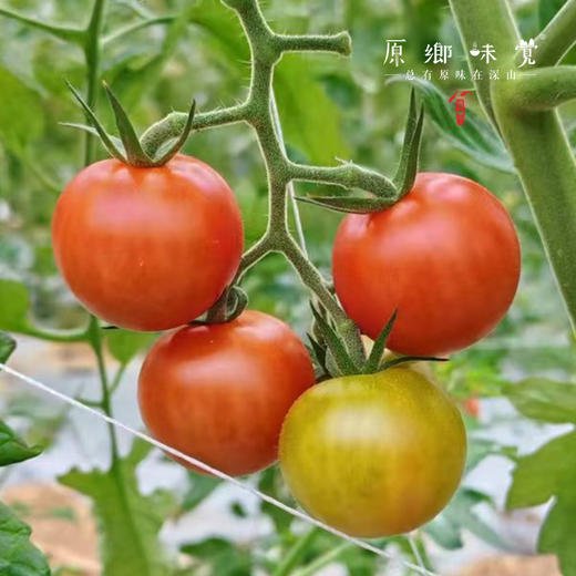生态樱桃小番茄（基地直发-顺丰包邮）| 3斤/件，来自福建福州，生产者：魏长【合作生产，公平贸易】 商品图8