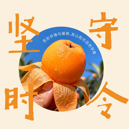 【米易枇杷】树熟枇杷皮薄肉厚鲜甜多汁 果型饱满色泽金黄 商品图4