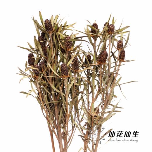 永生花材 | 木百合红色标签 商品图0