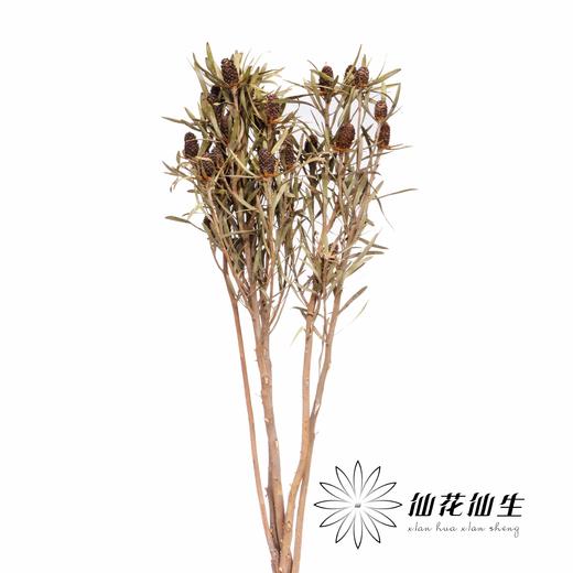 永生花材 | 木百合红色标签 商品图1