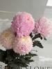 马来西亚-【牡丹菊】浅粉 商品缩略图0