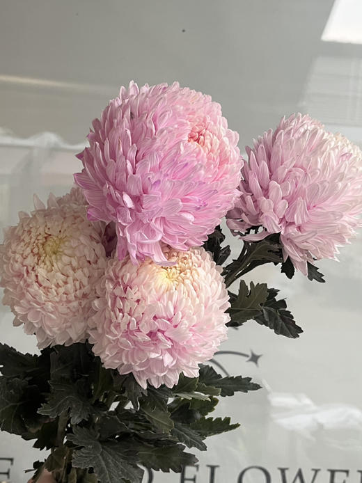 马来西亚-【牡丹菊】浅粉 商品图0