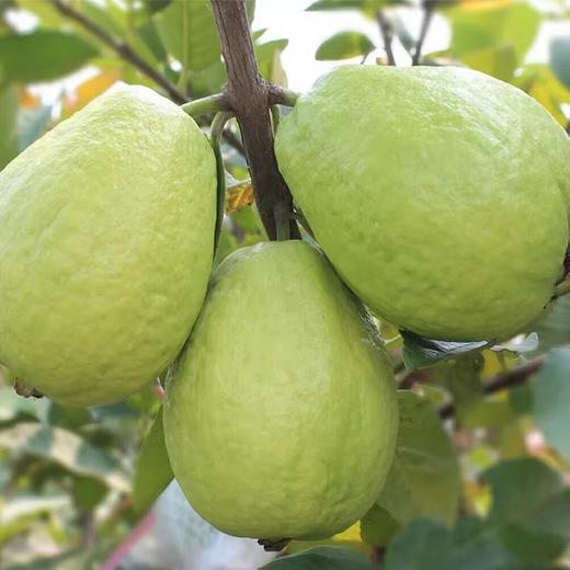 【芭乐】树熟芭乐果香四溢清甜爽口 冰淇淋口感软糯香甜（红心/白心） 商品图7