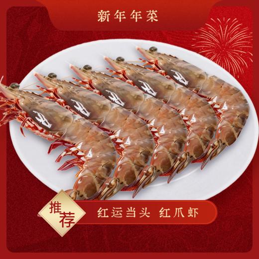 【红运当头】野生红爪虾 240g4只 手掌大的虾 肉质紧实 鲜甜 商品图0