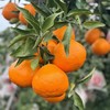 这才是真“春见”！“晚熟的”春见耙耙柑“晚熟”的原因是没有过多人工干预，遵循自然，这是一份有健康滋味的耙耙柑！放几天更好吃~ 商品缩略图4