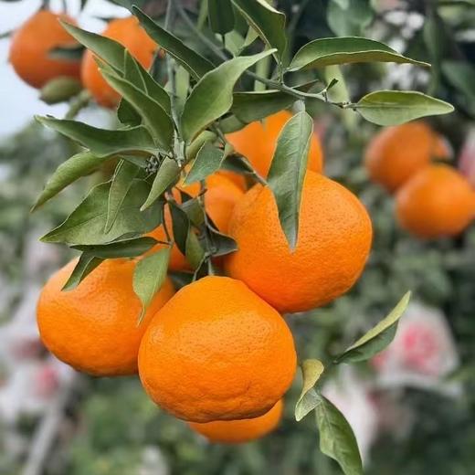 这才是真“春见”！“晚熟的”春见耙耙柑“晚熟”的原因是没有过多人工干预，遵循自然，这是一份有健康滋味的耙耙柑！放几天更好吃~ 商品图4