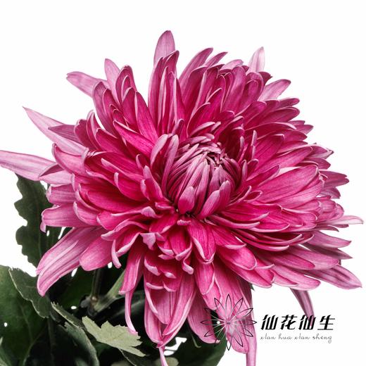 小菊 | 大头菊D457【新品测试，可能染色不均匀，折痕瑕疵不售后，介意慎拍】 商品图1