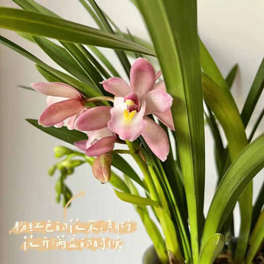 “兰花之乡”翁源精品国兰， 八款风雅品种， 兰花场直发，带盆发货，30天不活包赔【G】 商品图1