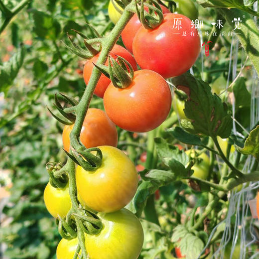 生态樱桃小番茄（基地直发-顺丰包邮）| 3斤/件，来自福建福州，生产者：魏长【合作生产，公平贸易】 商品图11