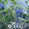 露天花香蓝莓 商品缩略图4