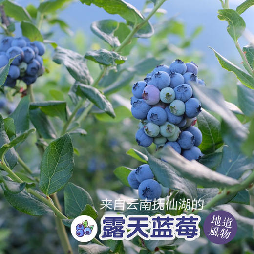 露天花香蓝莓 商品图4